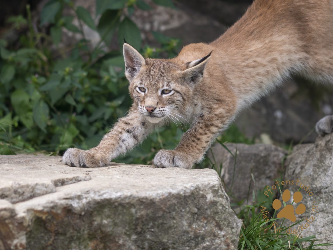 Europ_ischer_Luchs_7280318-2