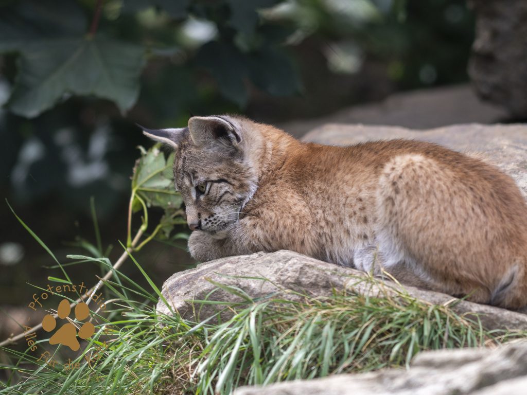 Europ_ischer_Luchs_7280329-2