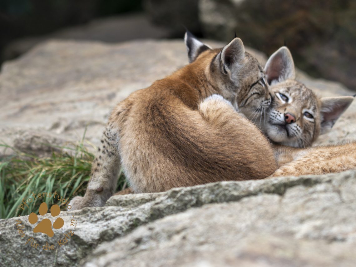 Europ_ischer_Luchs_7280344-2