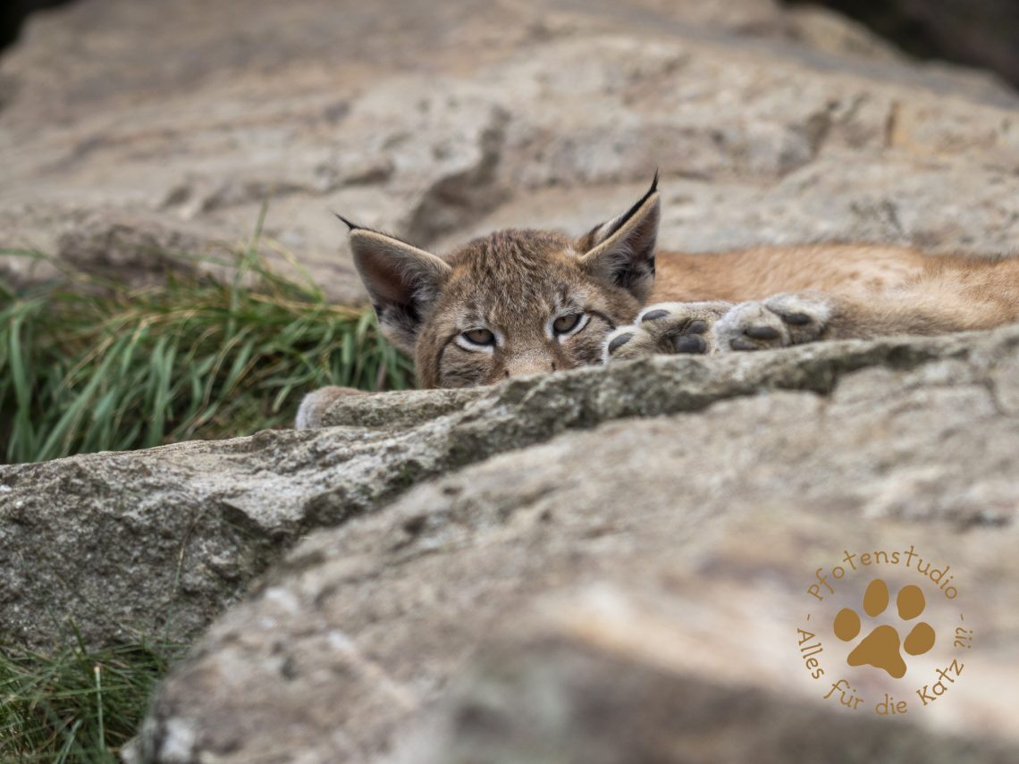 Europ_ischer_Luchs_7280359-2