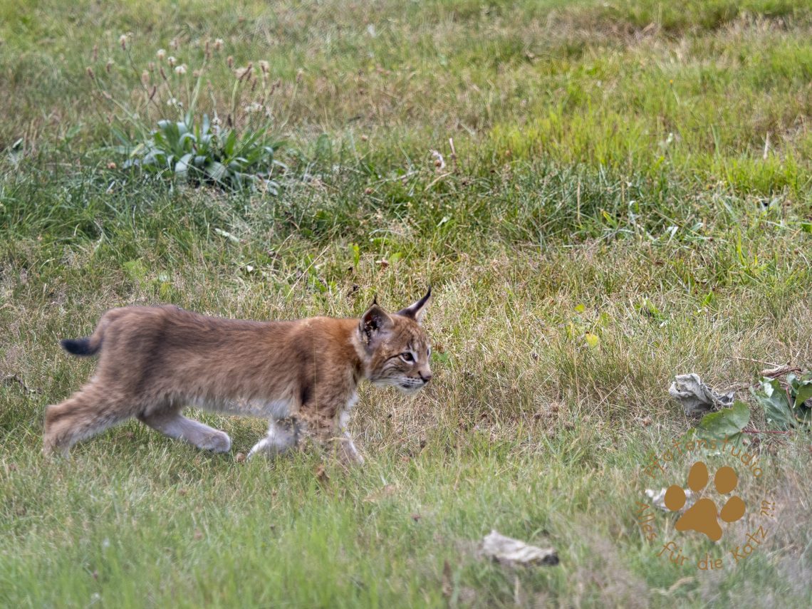 Europ_ischer_Luchs_7280399