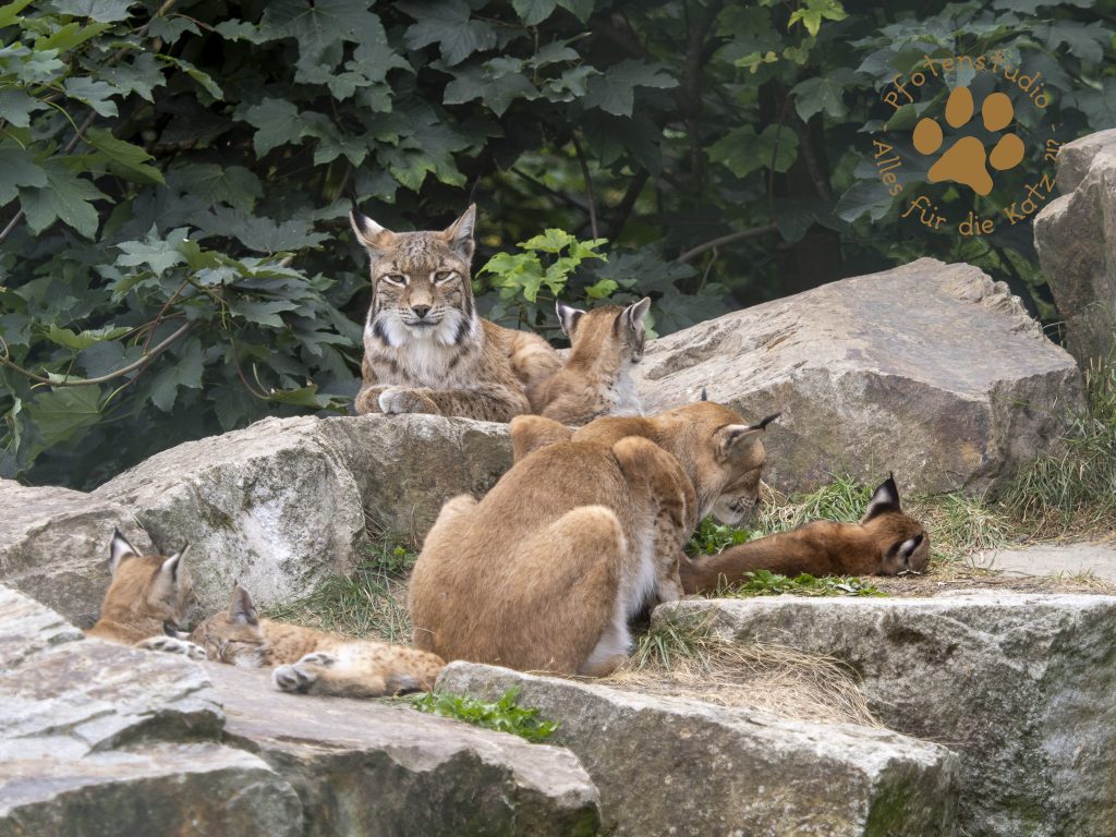 Europ_ischer_Luchs_7280533