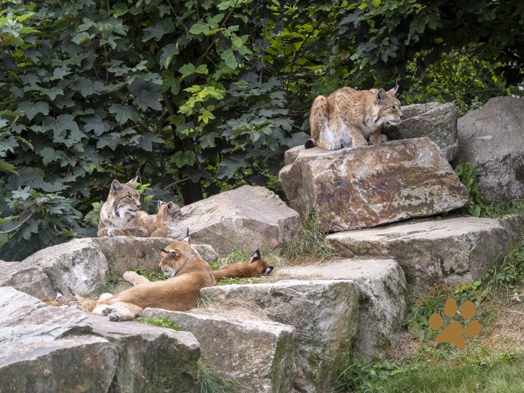 Europ_ischer_Luchs_7280541