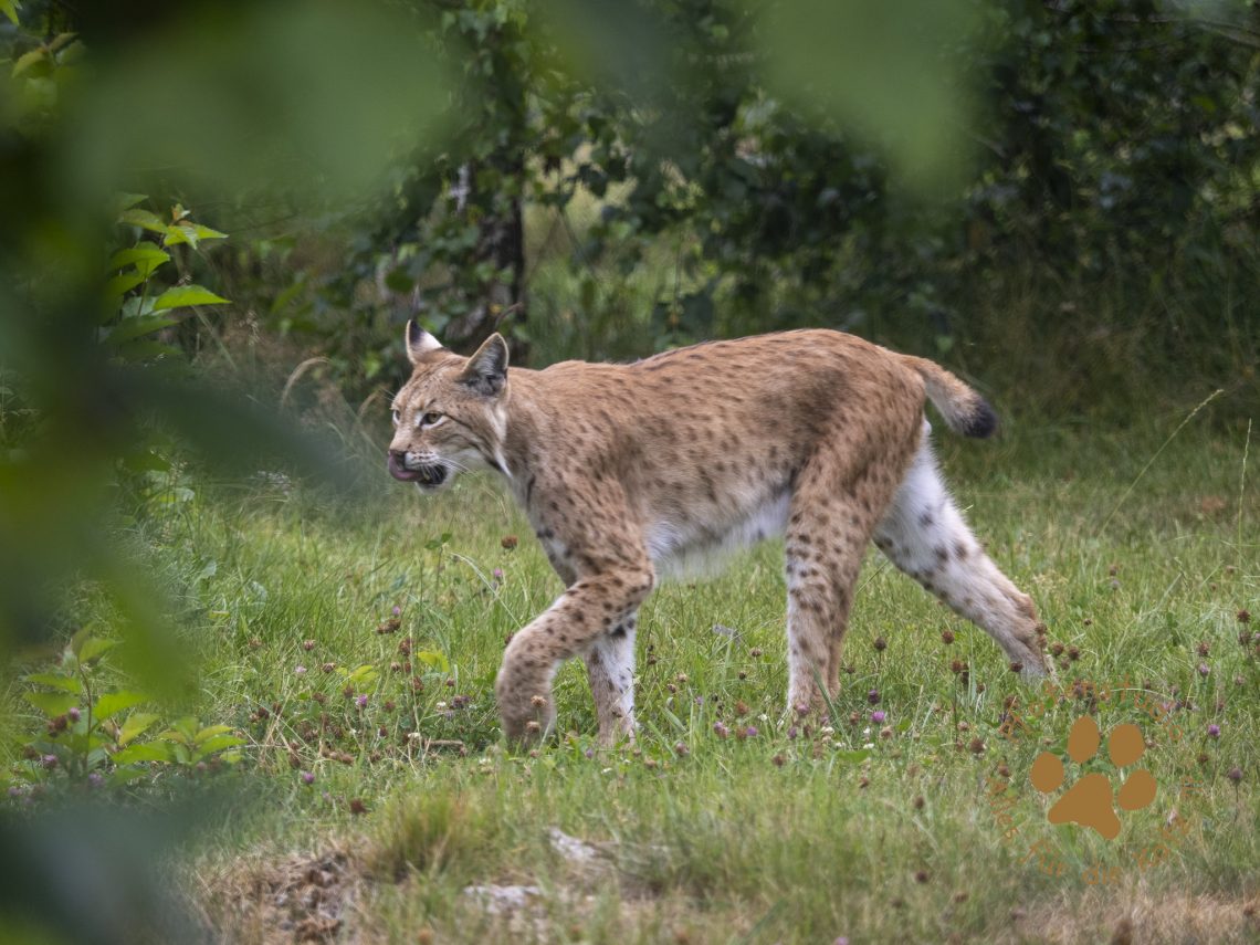 Europ_ischer_Luchs_7280562