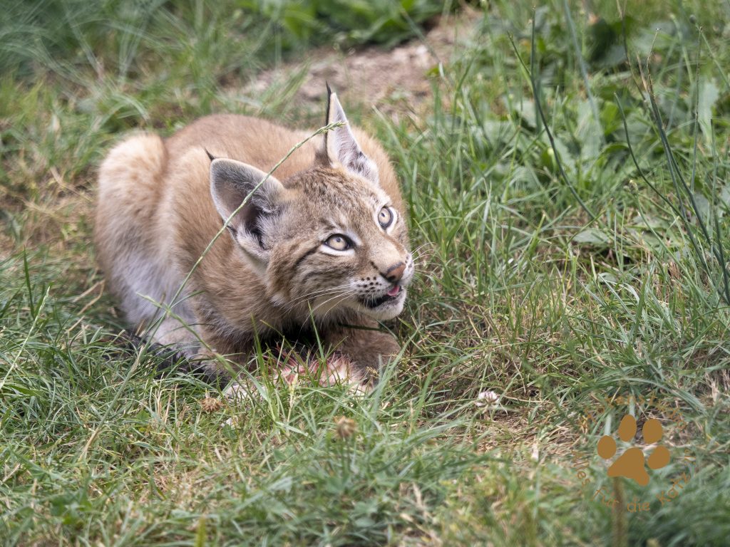 Europ_ischer_Luchs_7280619