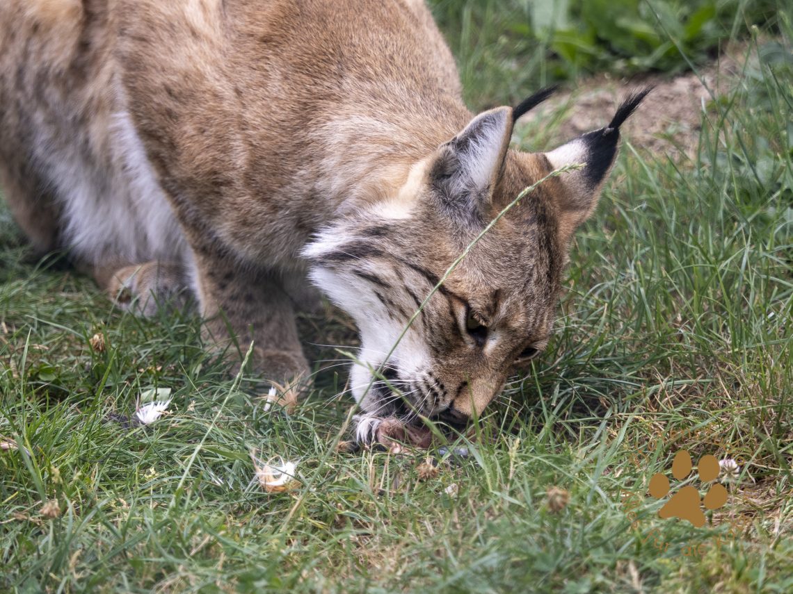 Europ_ischer_Luchs_7280658