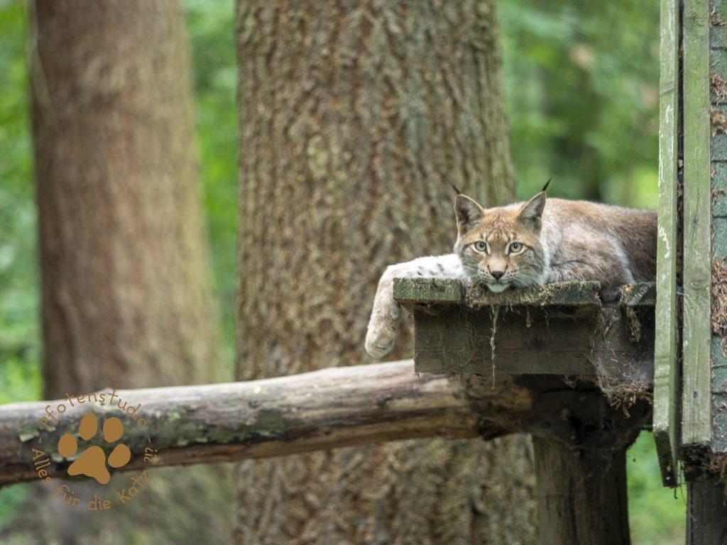 Europ_ischer_Luchs_7300085