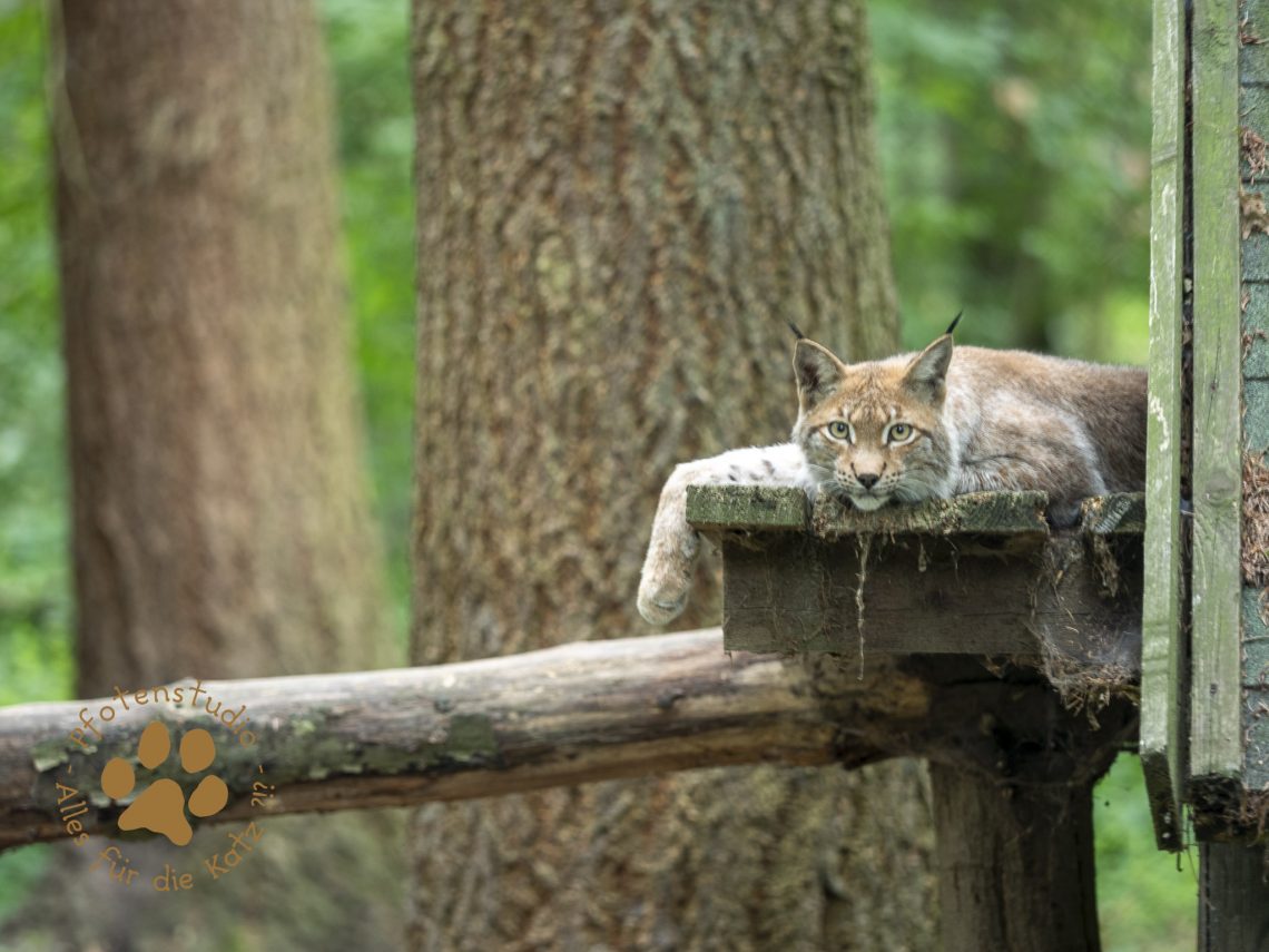 Europ_ischer_Luchs_7300085