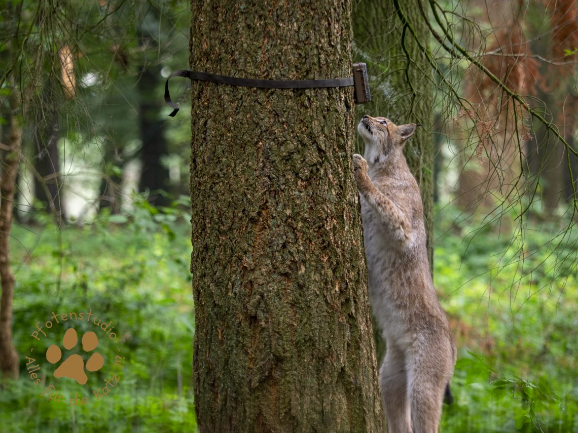 Europ_ischer_Luchs_8020598