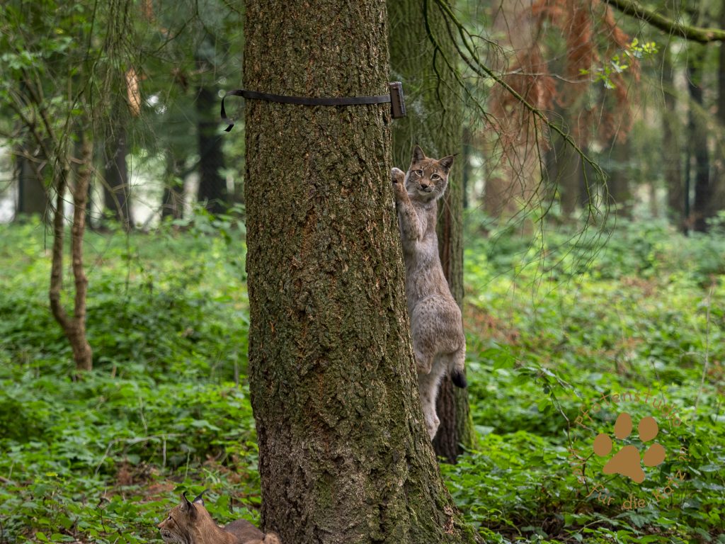 Europ_ischer_Luchs_8020600