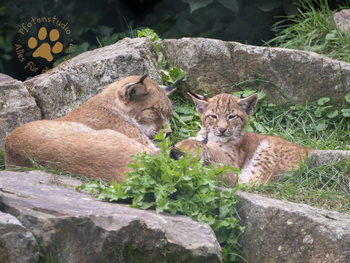 Europ_ischer_Luchs_8040279