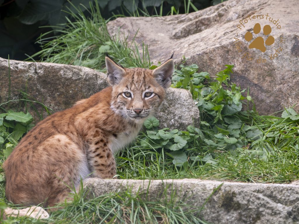 Europ_ischer_Luchs_8040288