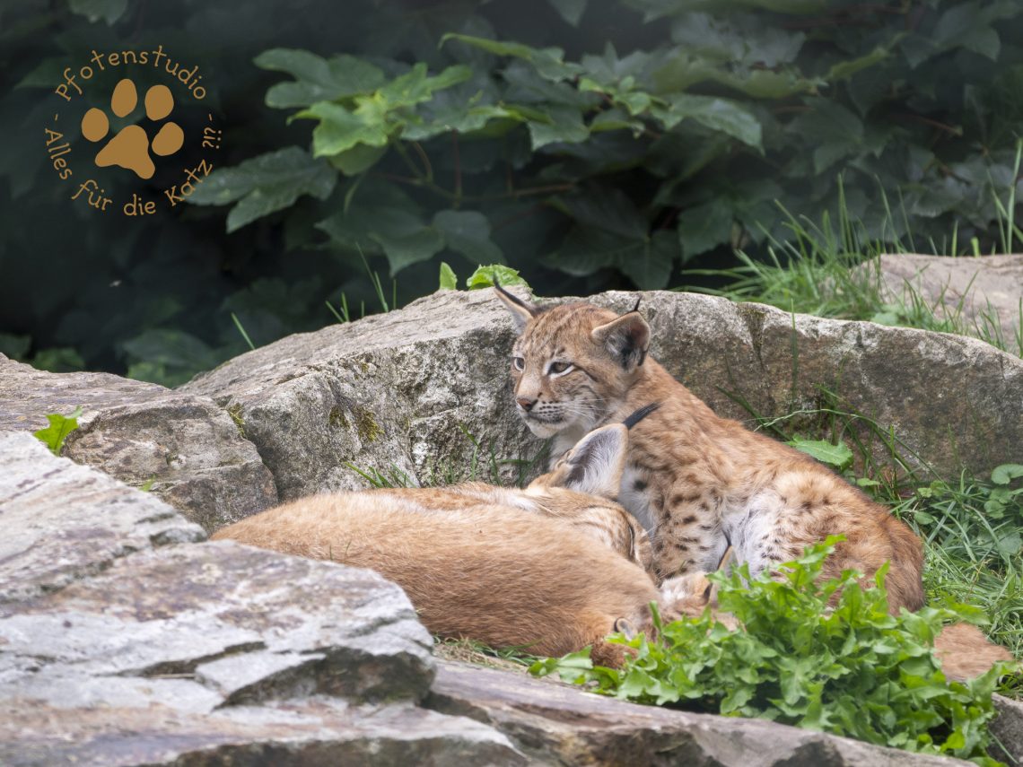 Europ_ischer_Luchs_8040339-2