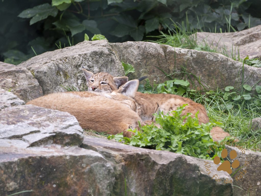 Europ_ischer_Luchs_8040344-2