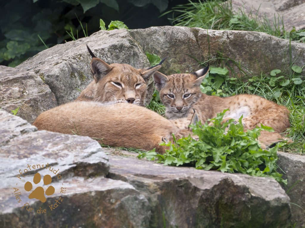 Europ_ischer_Luchs_8040359-2