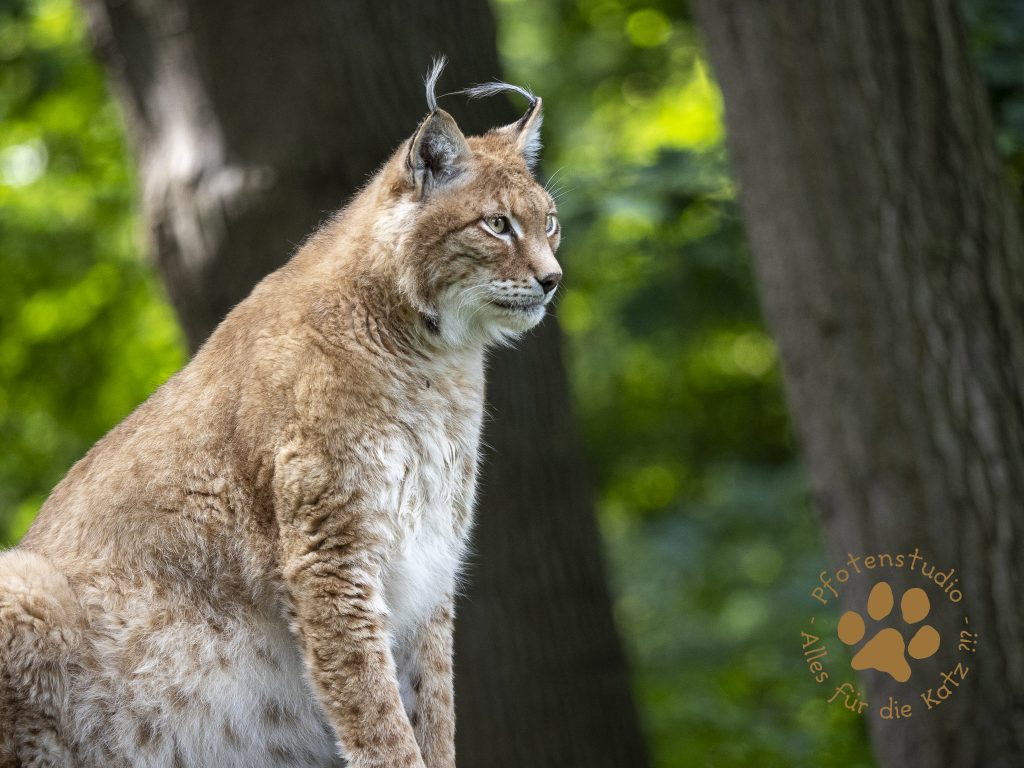 Europ_ischer_Luchs_8090036
