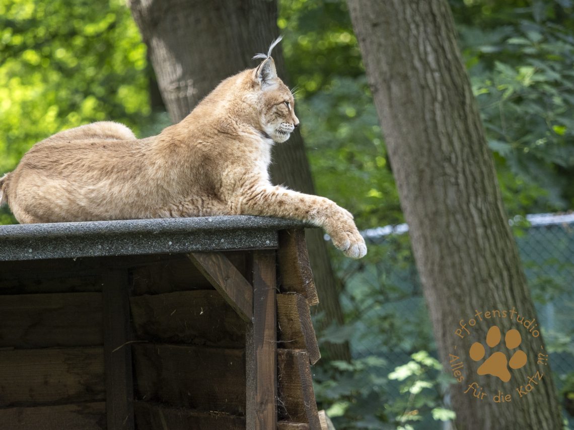 Europ_ischer_Luchs_8090040