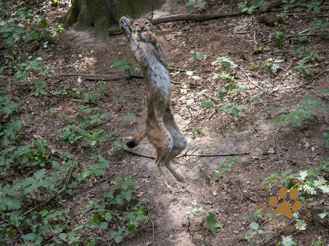 Europ_ischer_Luchs_8110195