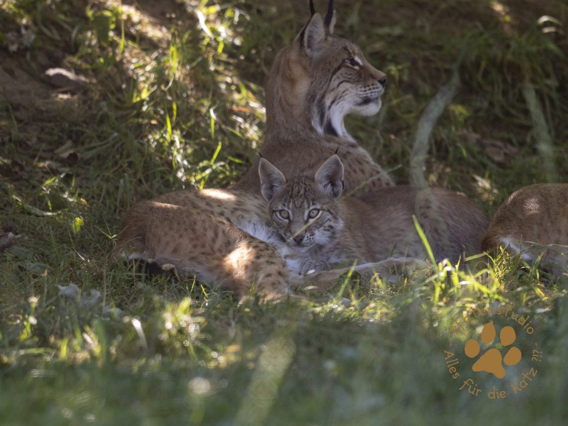Europ_ischer_Luchs_8110204