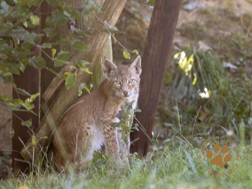 Europ_ischer_Luchs_8110208