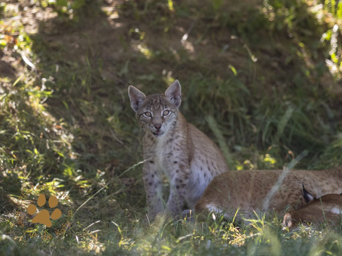 Europ_ischer_Luchs_8110237