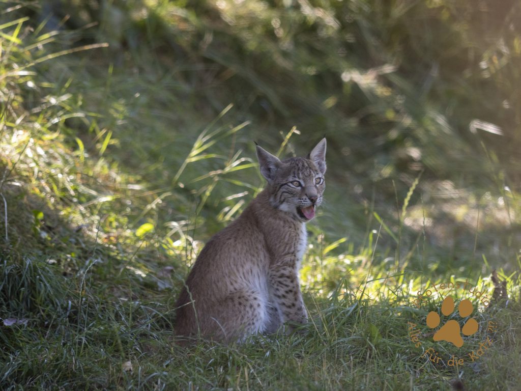Europ_ischer_Luchs_8110263-2