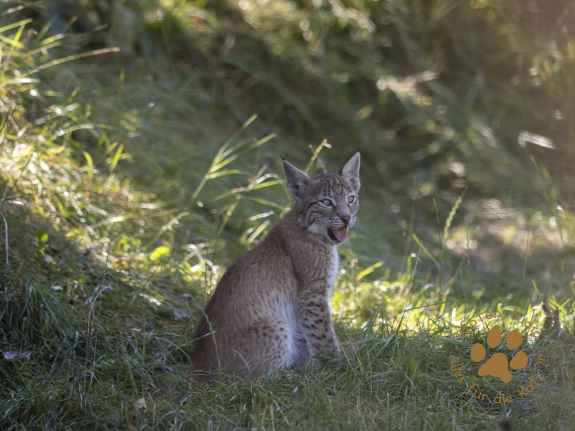 Europ_ischer_Luchs_8110263-2