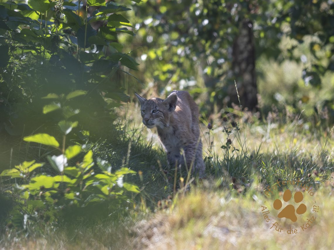 Europ_ischer_Luchs_8110268