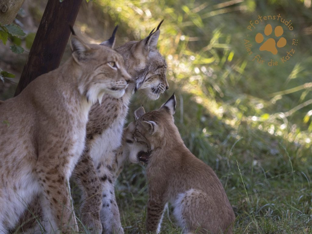 Europ_ischer_Luchs_8110280
