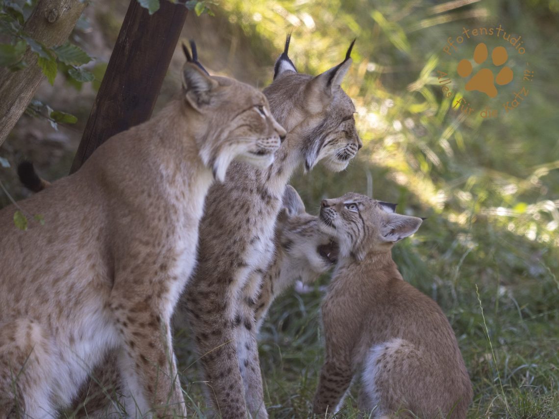Europ_ischer_Luchs_8110281-2