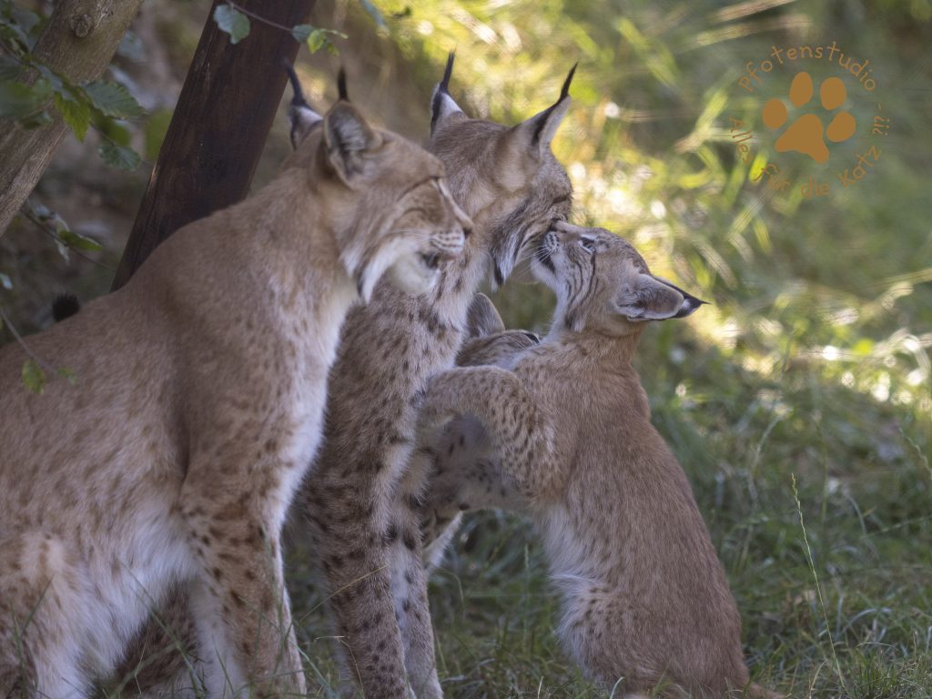 Europ_ischer_Luchs_8110282