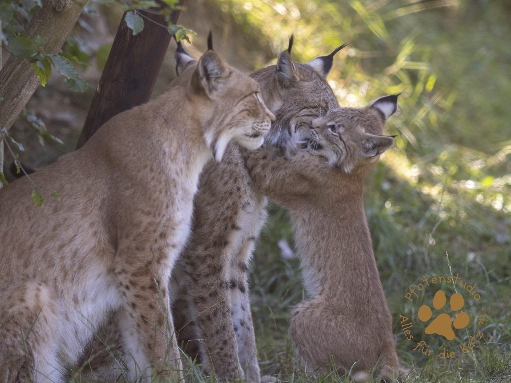 Europ_ischer_Luchs_8110286-2