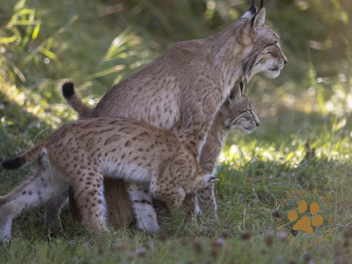 Europ_ischer_Luchs_8110303