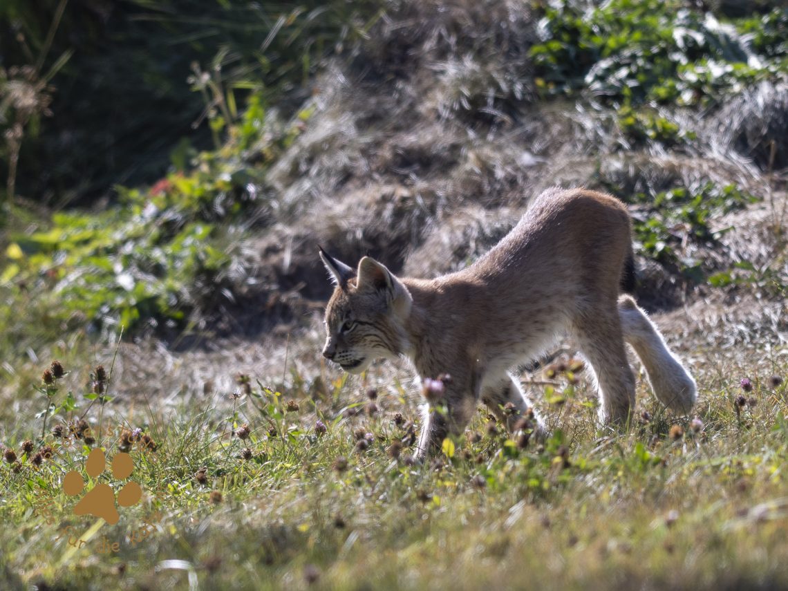 Europ_ischer_Luchs_8110357