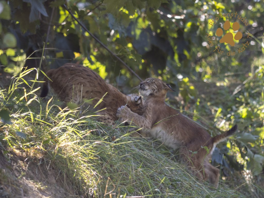 Europ_ischer_Luchs_8110379