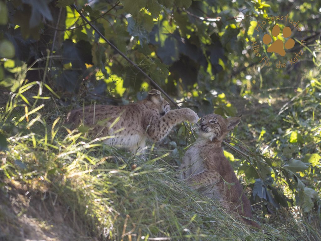 Europ_ischer_Luchs_8110383-2