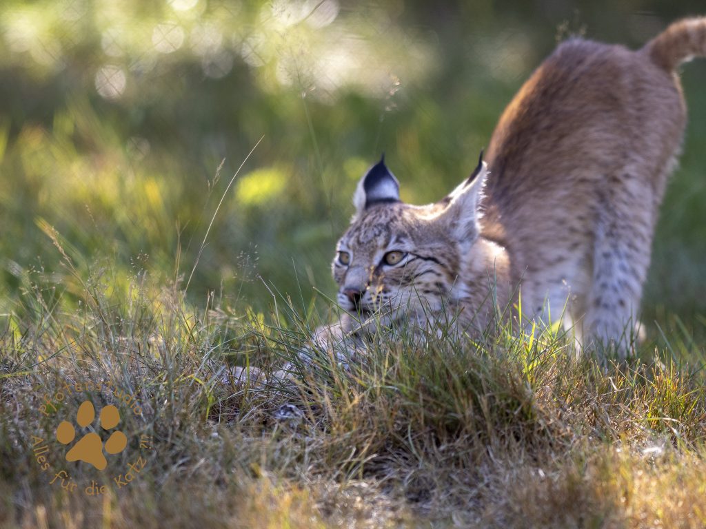 Europ_ischer_Luchs_8110418