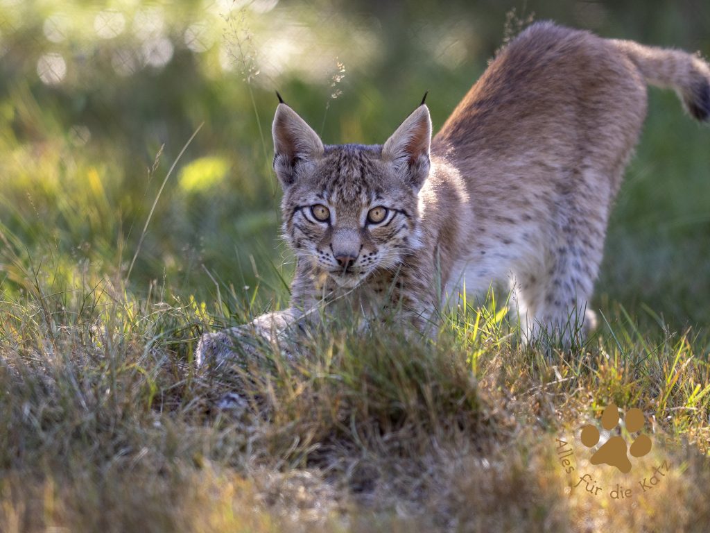 Europ_ischer_Luchs_8110420