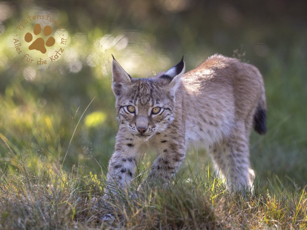 Europ_ischer_Luchs_8110422-2