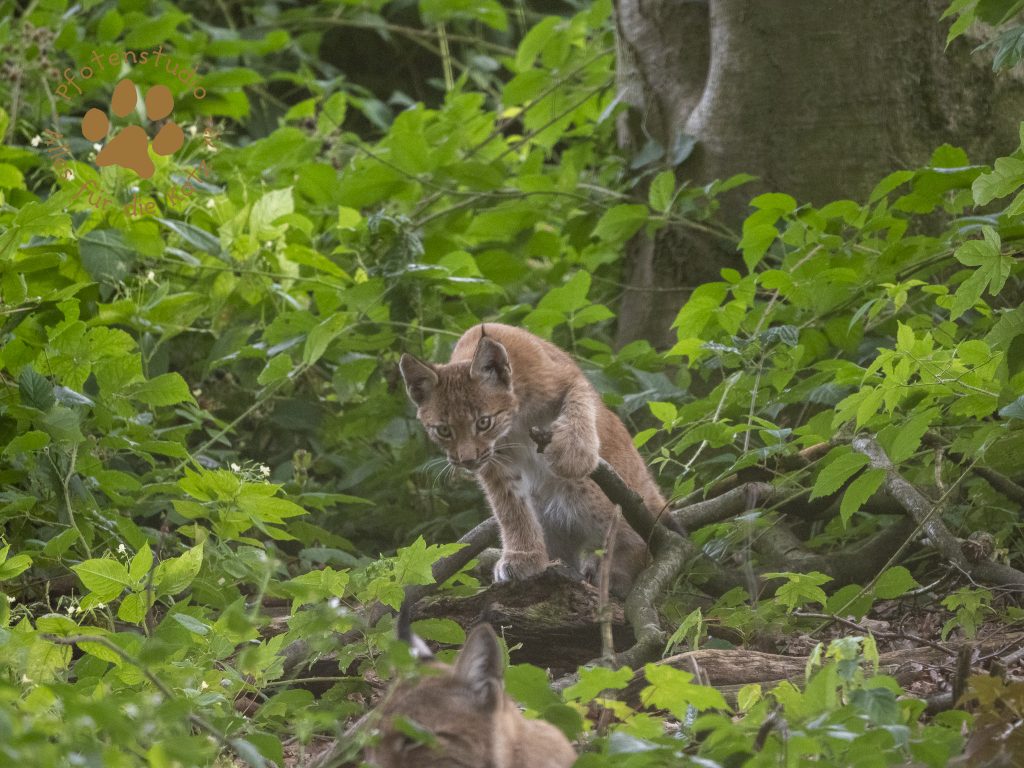 Europ_ischer_Luchs_8130572