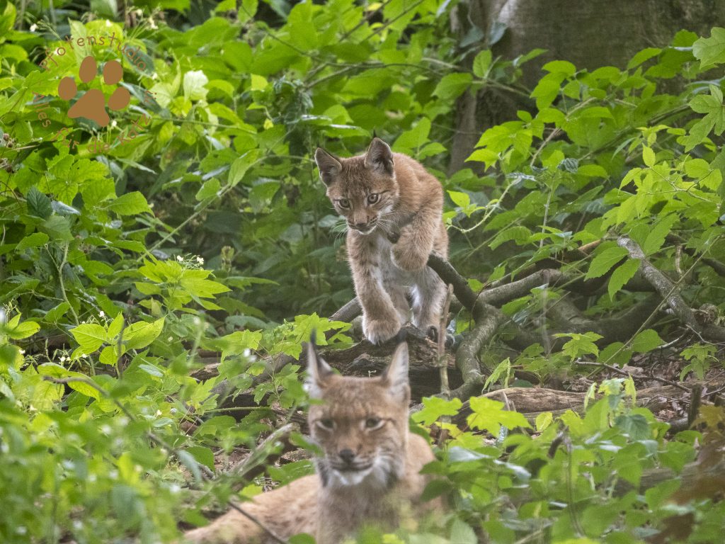 Europ_ischer_Luchs_8130573