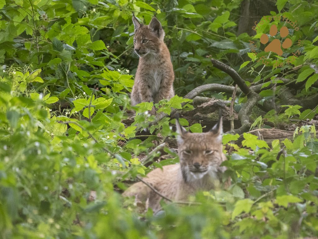 Europ_ischer_Luchs_8130579