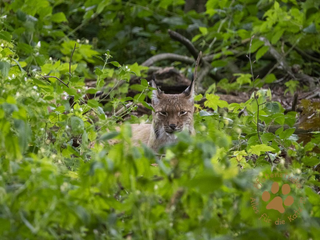 Europ_ischer_Luchs_8130592