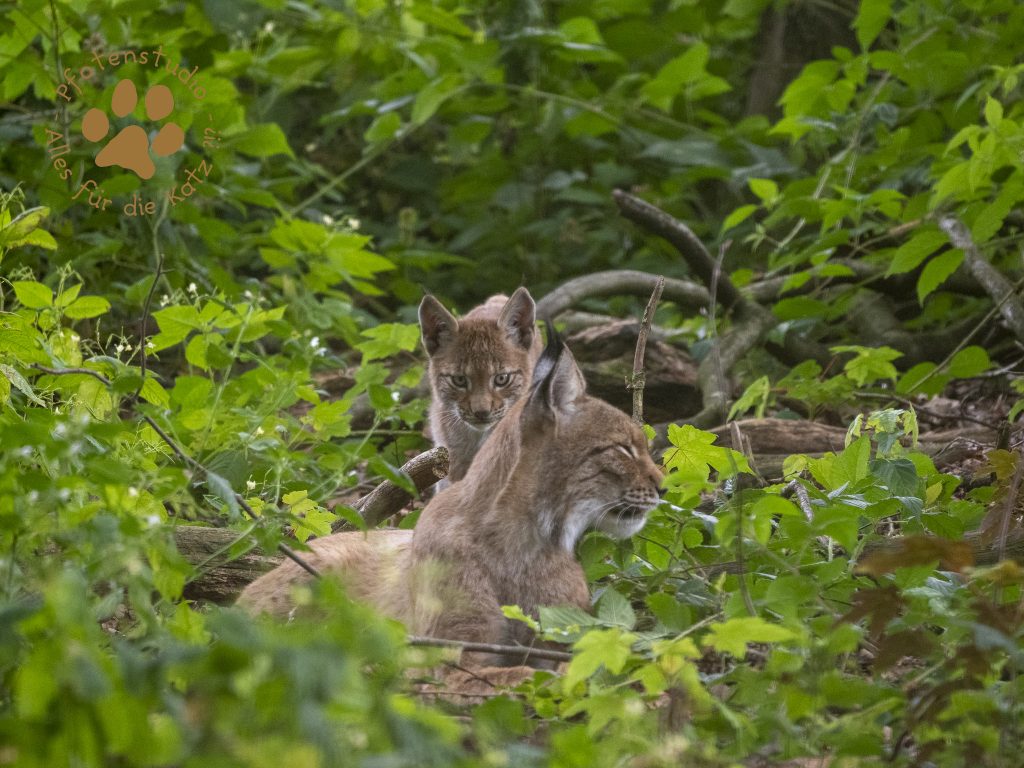 Europ_ischer_Luchs_8130600