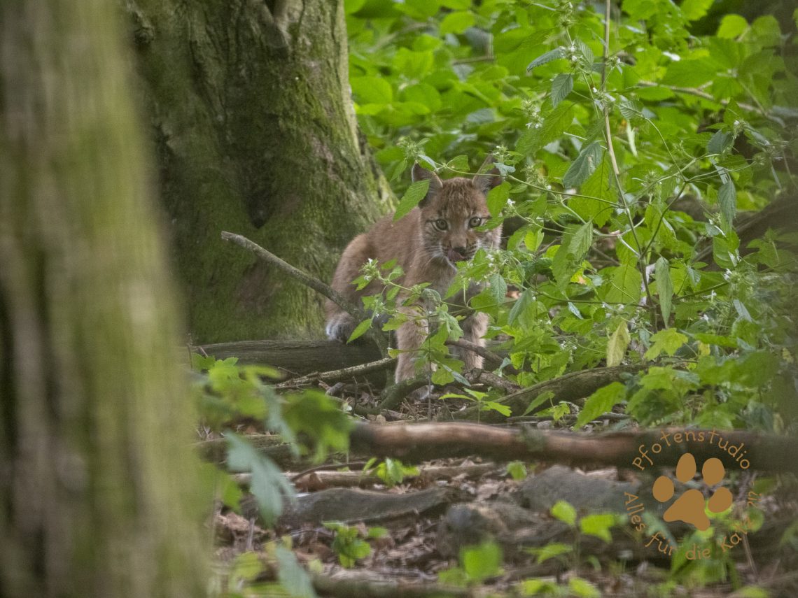 Europ_ischer_Luchs_8130661