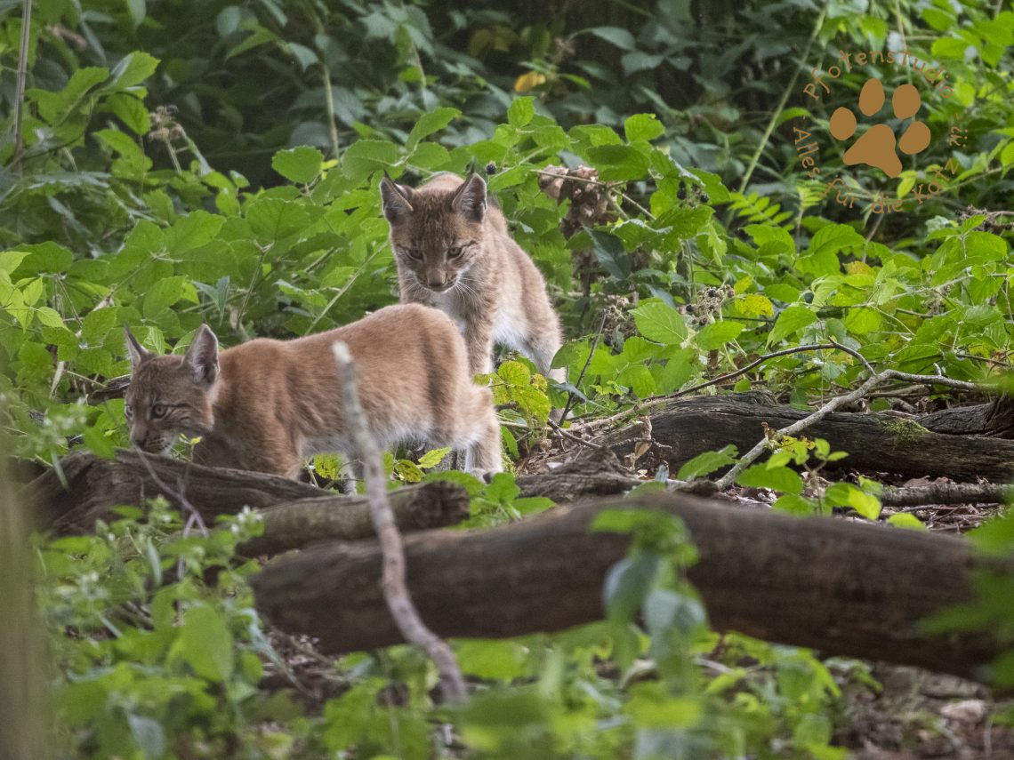 Europ_ischer_Luchs_8130693