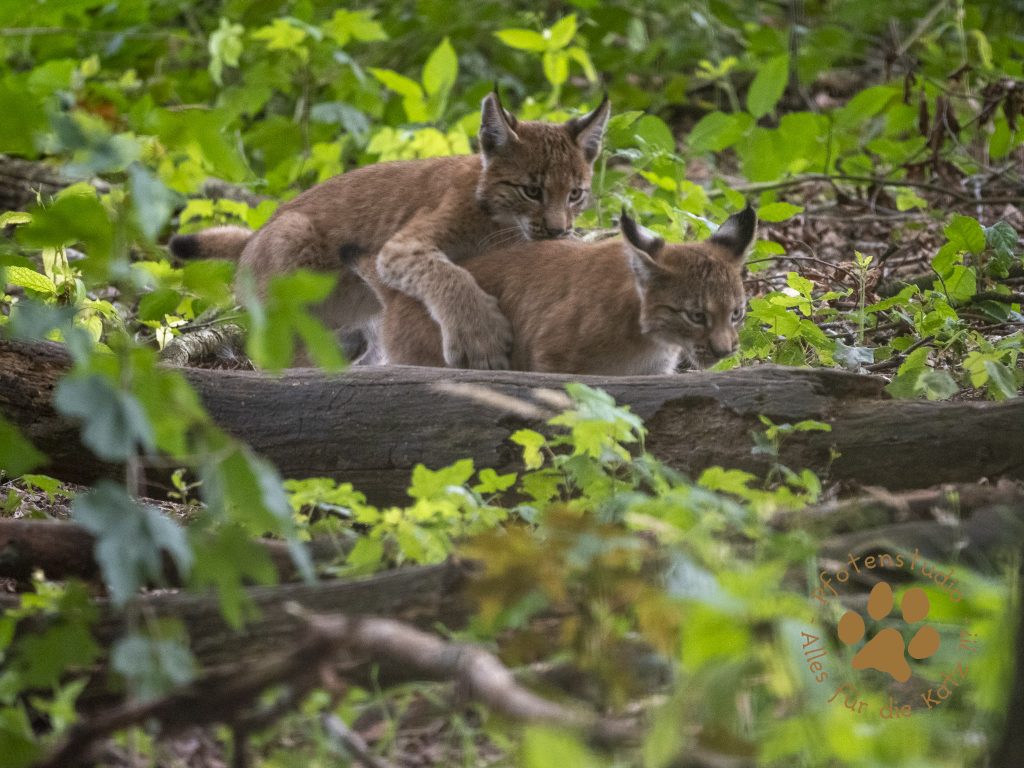 Europ_ischer_Luchs_8130696