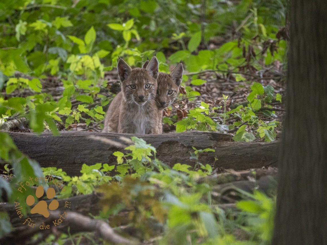 Europ_ischer_Luchs_8130699
