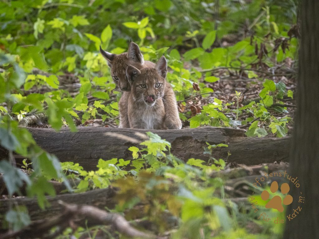 Europ_ischer_Luchs_8130701
