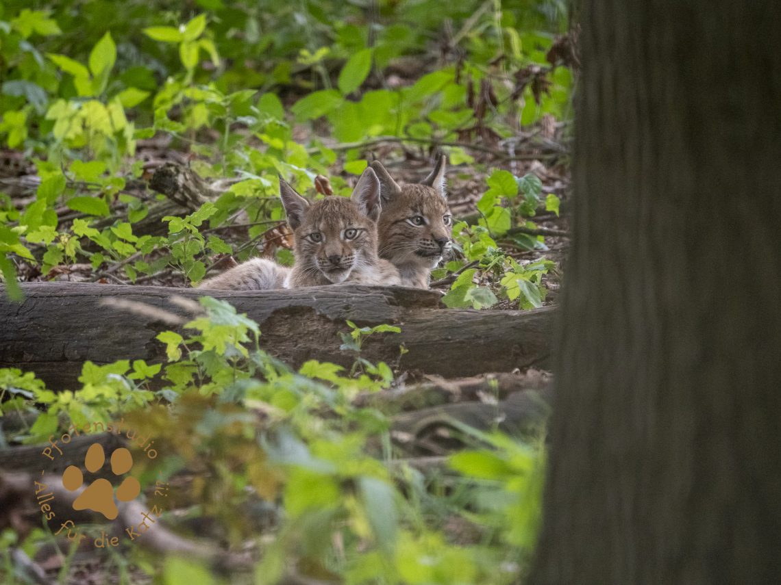 Europ_ischer_Luchs_8130710